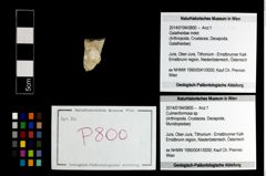 Foto (Objekt + Etikett) von Culmenformosa sp.  (NHMW-GEO-2014-0194-0800)